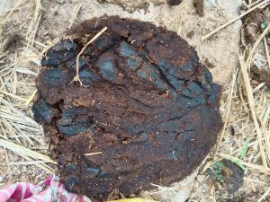cow dung