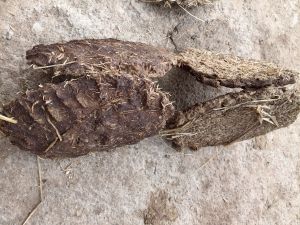 cow dung cake