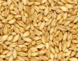 Barley, Color : Natural, Packaging Type : Varies