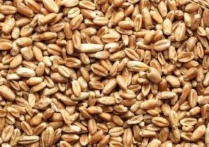 Wheat, Color : Golden, Packaging Type : Varies for Food