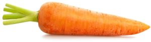 fresh carrot