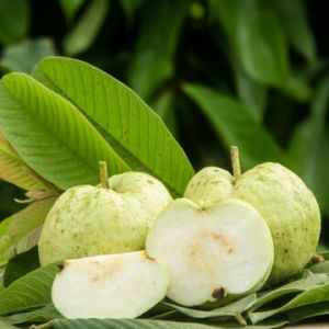 Fresh Guava for Used In Smoothies, Salads