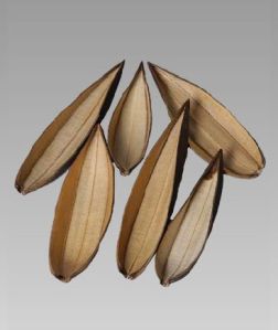 Natural Dried Exotic Boat Small