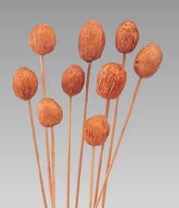 Natural Dried Exotic Amra Pod On Stem