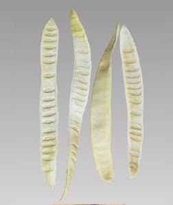 Natural Dried Exotic Step Fruit
