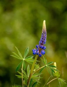 Lupin Flower Seeds