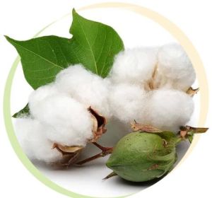 Process Cotton