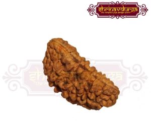 1 Mukhi Rudraksha