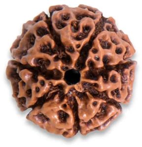 7 Mukhi Rudraksha, Color : Brown