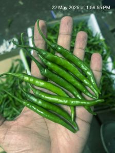 Organic Green Chili, Packaging Type : Carton, Packaging Size : 5Kg