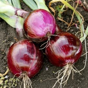 Round Red Onion