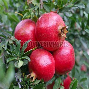 Organic Fresh Bhagwa Pomegranate, Color : Red, Taste : Sweet