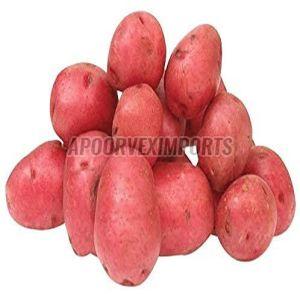 Organic Fresh Red Potato for Cooking