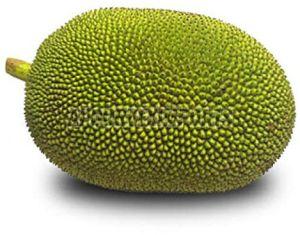 Organic Fresh Tender Jackfruit, Color : Green