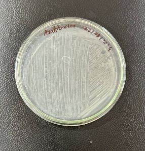 Azotobacter Biofertilizer