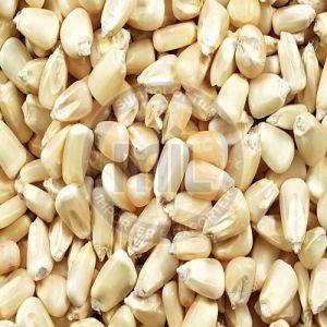 White Corn Seeds, Packaging Type : Plastic Packet