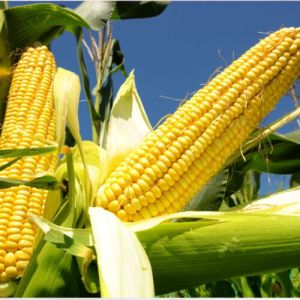 H82 Resources Natural Yellow and White Maize, Grade : Food Grade