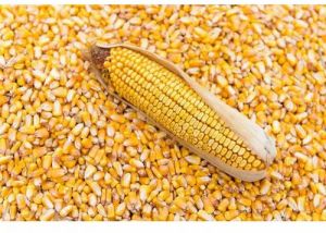 Common Maize Seeds, Color : Yellow, Packaging Size : 50g, 250g