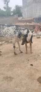 Goat Milk, Packaging Type : White, Packaging Size : 300 ml