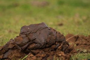 cow dung powder