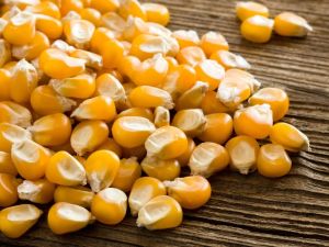 yellow maize seeds