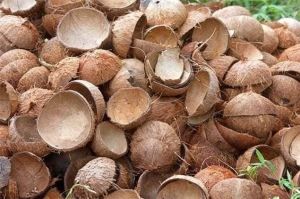 coconut shell, Packaging Type : Brown for Handicraft