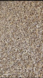 cumin seeds
