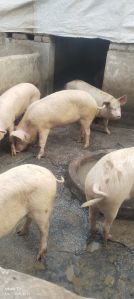 Pig Farming