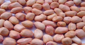 Tj Peanuts Kernels, Packaging Type : Plastic Packat