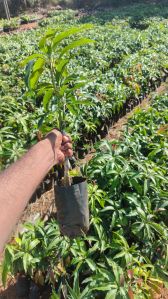 Mango Plants