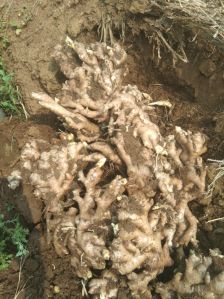 Organic Fresh Ginger, Color : Brown, Packaging Size : 25Kg
