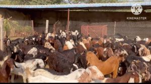 Cutting Goat Meat, Color : Black Red White Fresh, Frozen