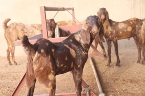 Live Sirohi Goats