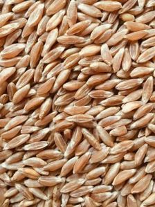25-50kg Kumbhani Industries Wheat, Packaging Type : Gunny Bag