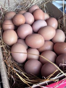 Farm Fresh Country Brown Eggs