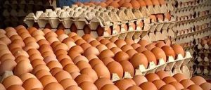 Odorless Eggs