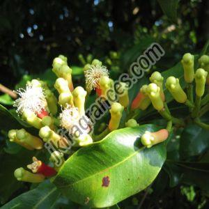 Organic Clove Oil 100%