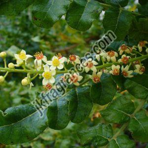 Organic Frankincense Oil, Form : Liquid