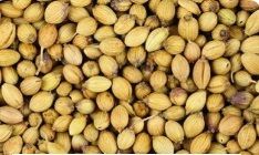 coriander seeds