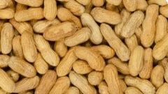 Groundnut, Color : Dark Pink, Packaging Type : Raw Salted