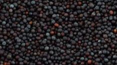 Mustard Seeds, Color : Black, Packaging Type : Plastic Packet