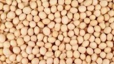 Soybean Extract, Packaging Type : HDPE Bag