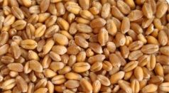 Wheat, Packaging Type : Jute Bag