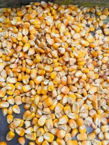 Organic maize, Seed Type : Hybrid, Grade : Feed Grade
