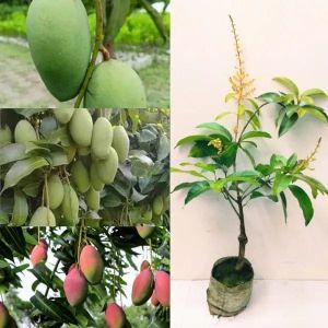 Mohomaya Grafted Fruit Mango Plant, Color : Green, Weight : 1kg