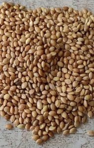 Kangani Food Foxtail Millet Small