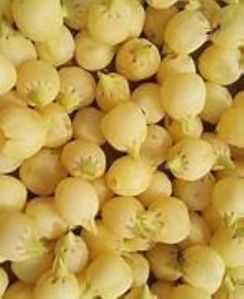 Madhuca Longifolia Mahua