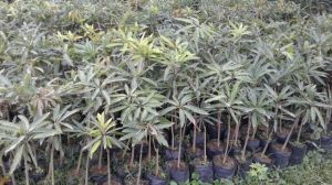 Full Sun Exposure Mango Plant, Color : Green