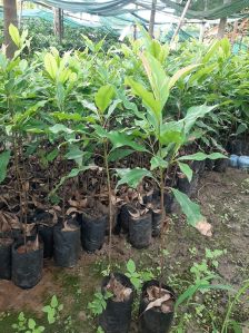 Mahogany Green Long Plant for Plantation