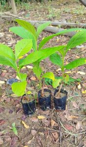 Natural Green Teak Plant